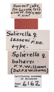 Solierella lasseni image