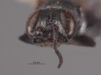 Solierella vandykei image