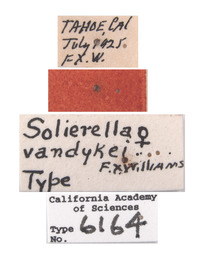 Solierella vandykei image