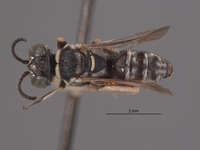 Solierella corizi image