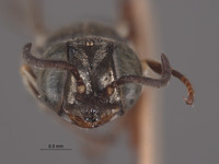 Solierella corizi image