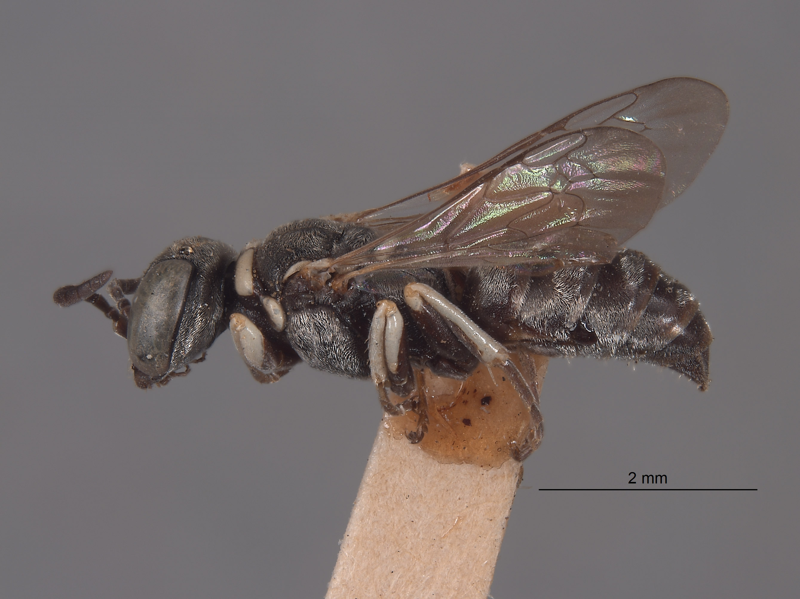 Solierella corizi image