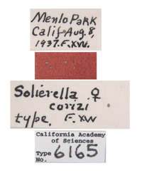 Solierella corizi image