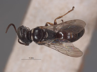 Solierella nitens image