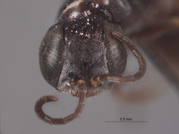 Solierella nitens image