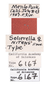 Solierella nitens image