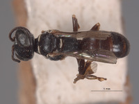 Solierella arcuata image