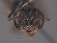 Solierella arcuata image