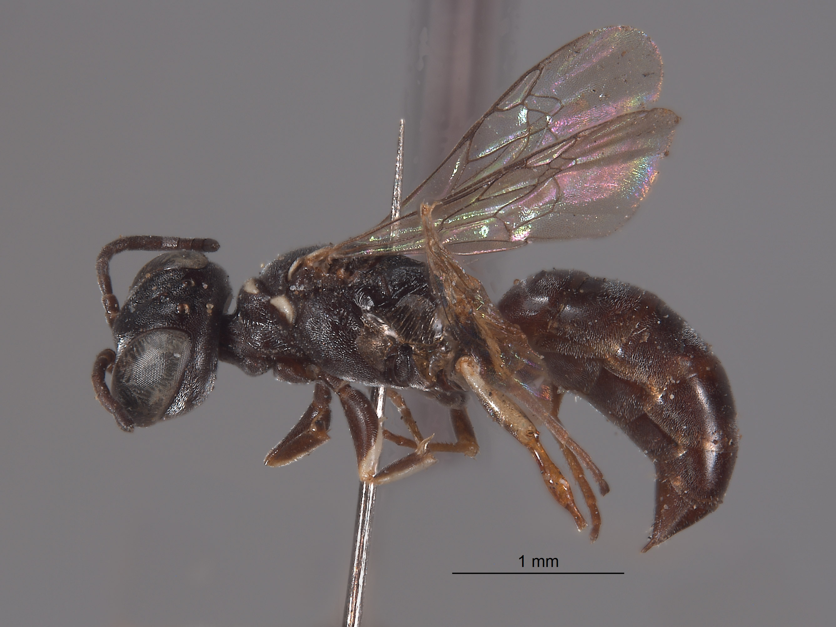 Solierella arcuata image