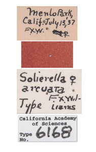 Solierella arcuata image