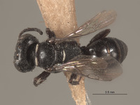 Solierella levis image