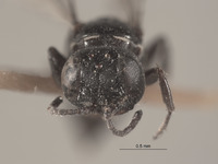 Solierella levis image