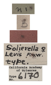 Solierella levis image