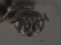 Solierella californica image