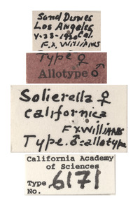 Solierella californica image