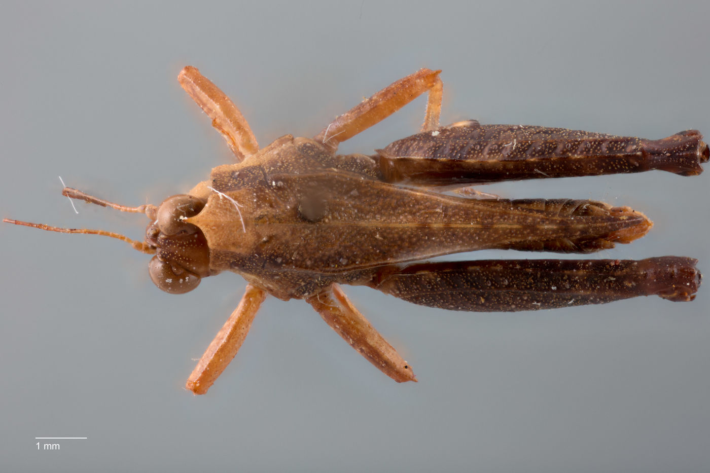 Tetrigidae image