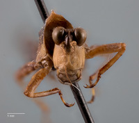 Rehnidium mendosum image