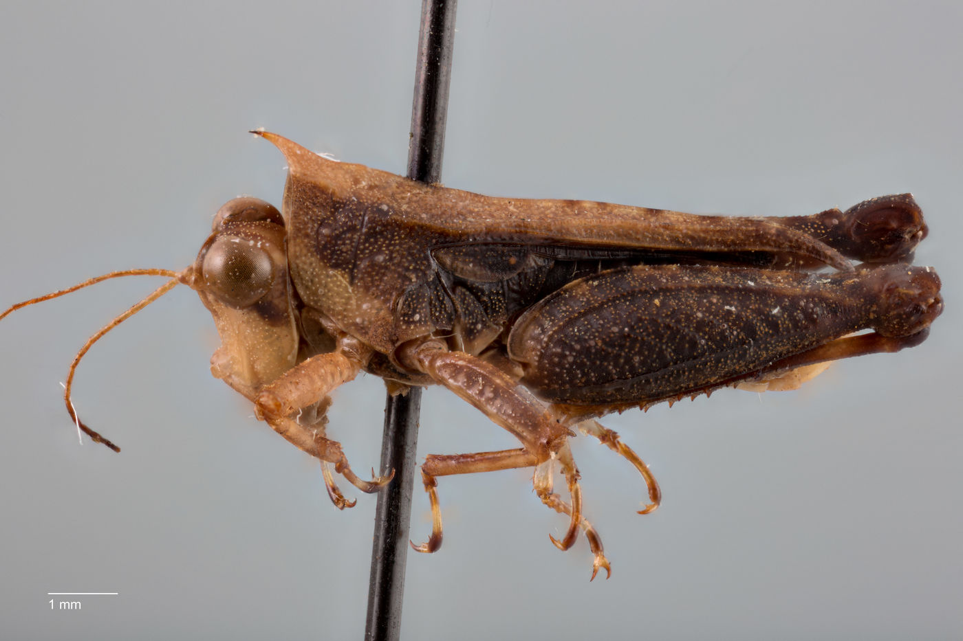 Rehnidium mendosum image