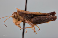 Rehnidium mendosum image