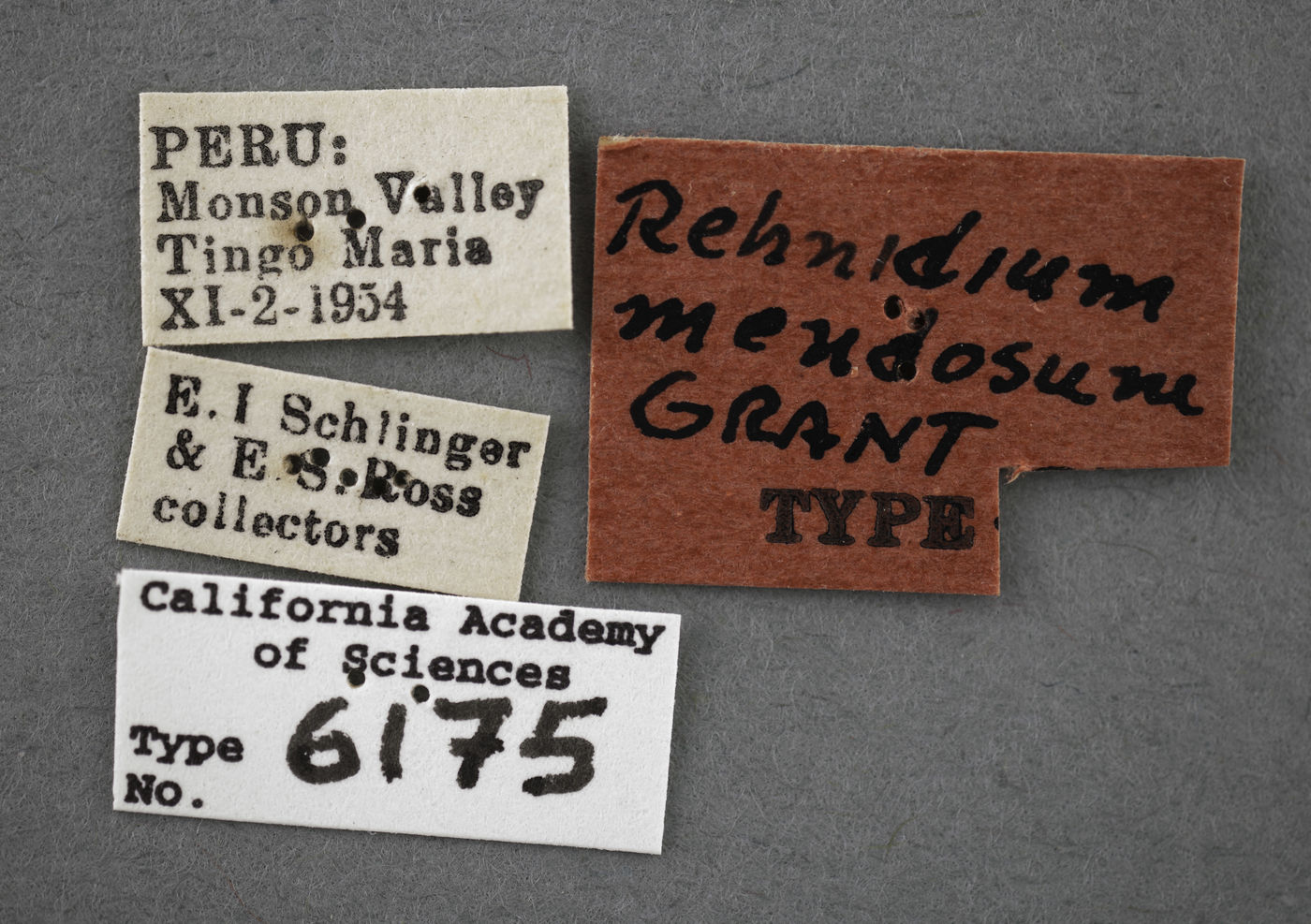 Rehnidium mendosum image