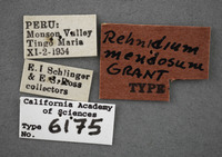 Rehnidium mendosum image