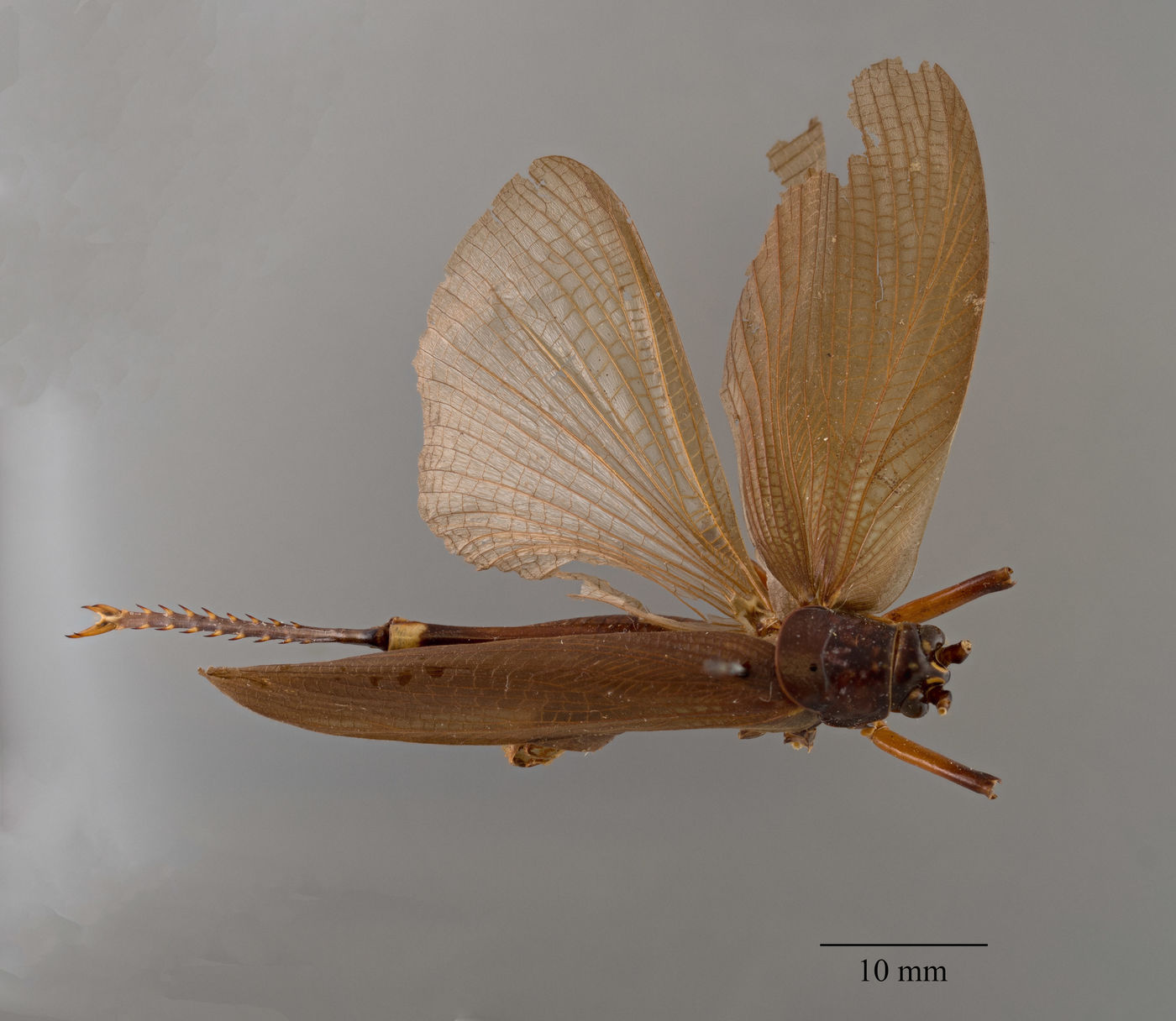 Exogryllacris ornata image