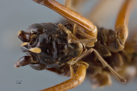 Exogryllacris ornata image