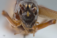 Exogryllacris ornata image