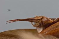 Exogryllacris ornata image