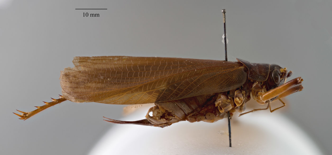Exogryllacris image