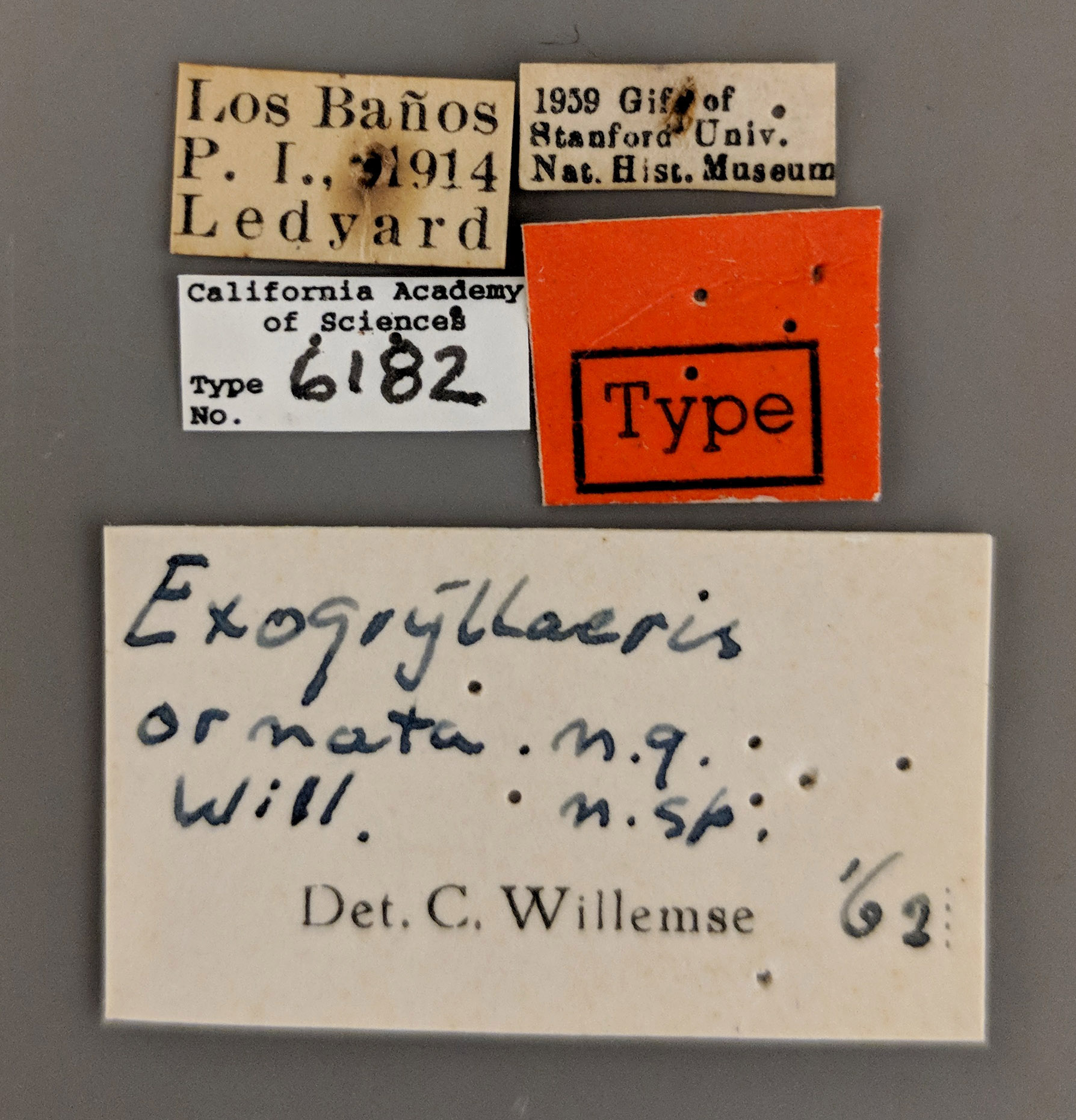 Exogryllacris ornata image