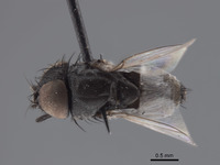 Pholeomyia hurdi image