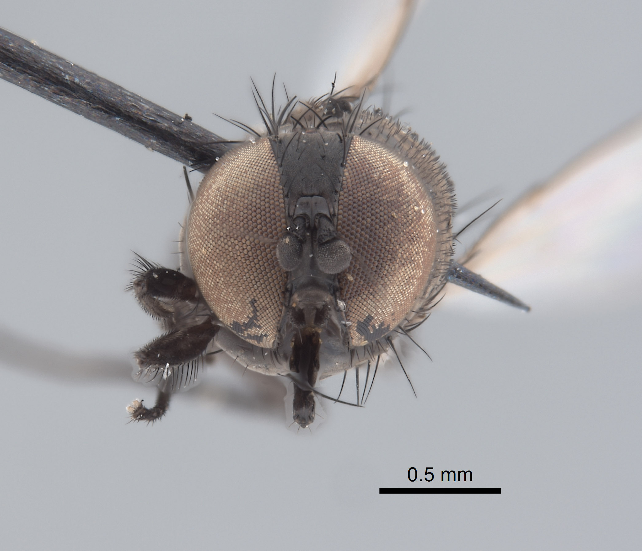 Pholeomyia hurdi image