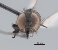 Pholeomyia hurdi image