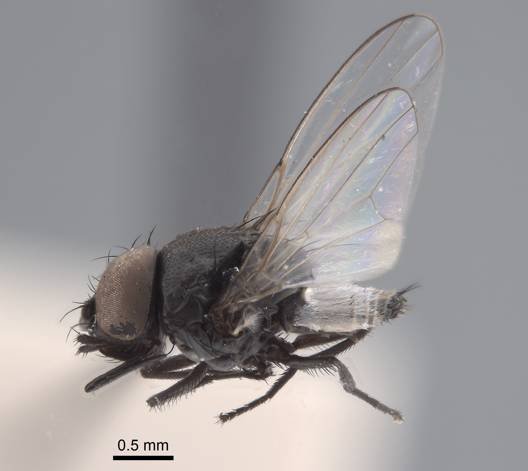 Pholeomyia image