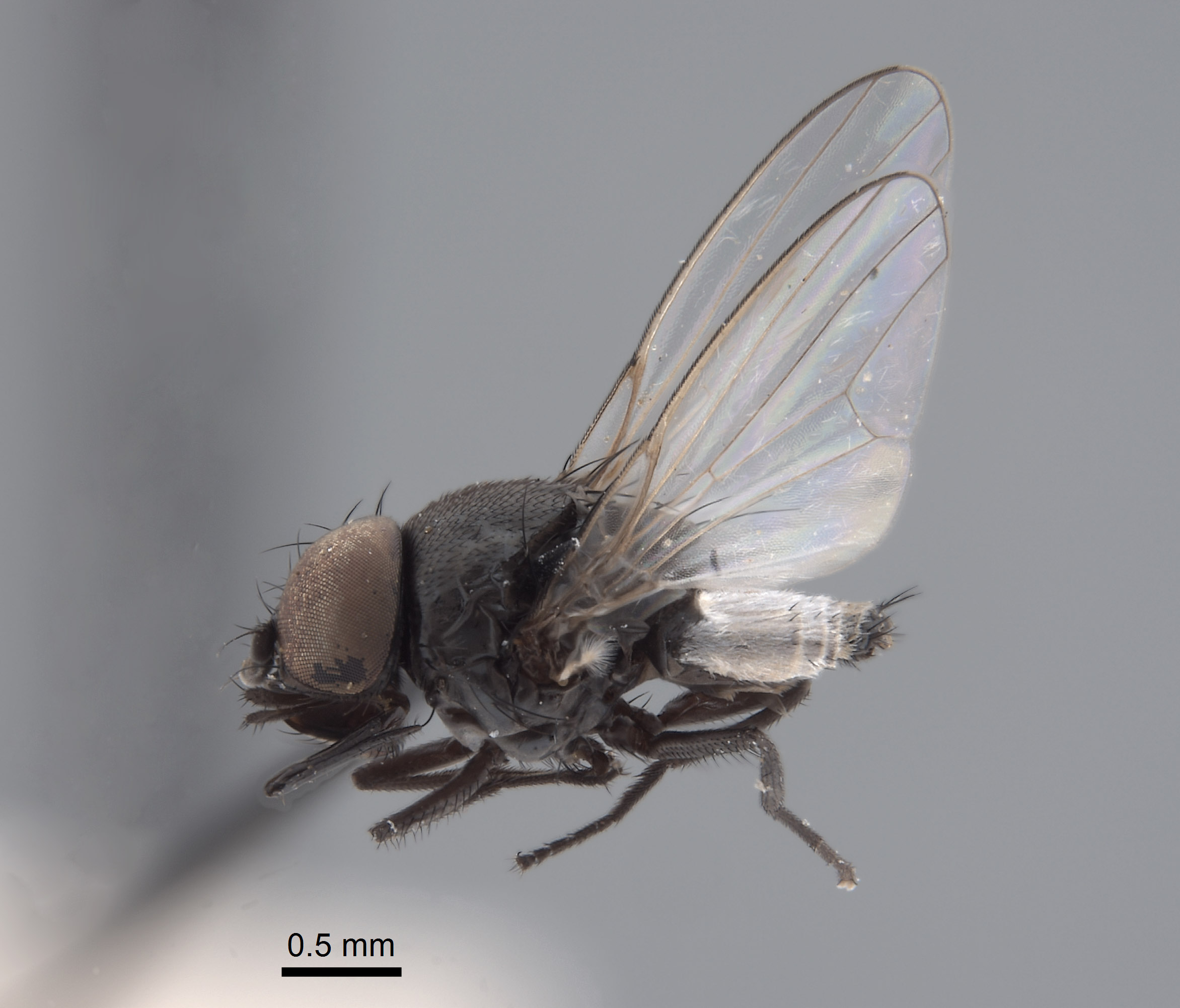 Milichiidae image