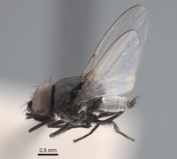 Pholeomyia hurdi image