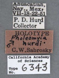 Pholeomyia hurdi image