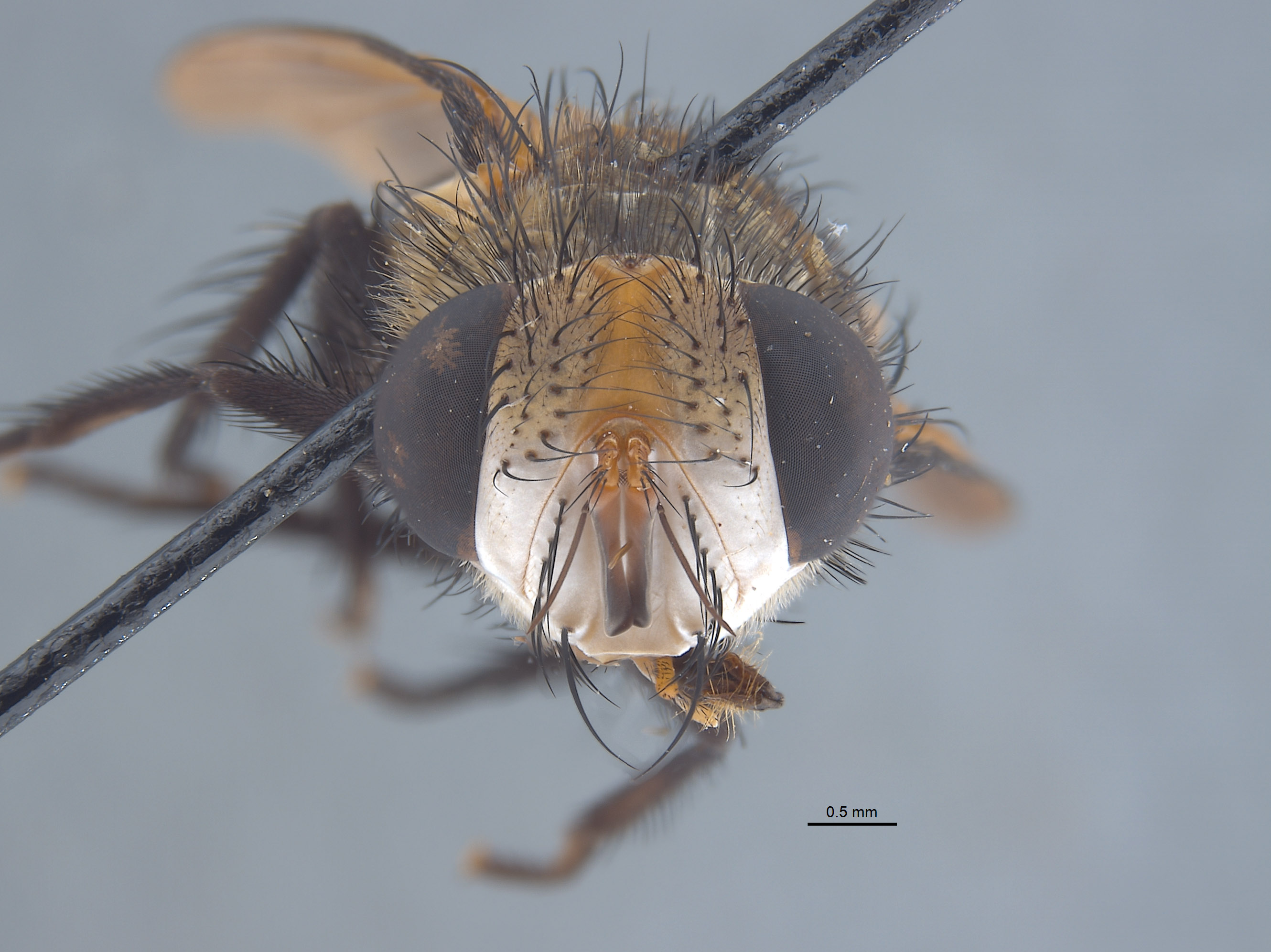 Tachinidae image