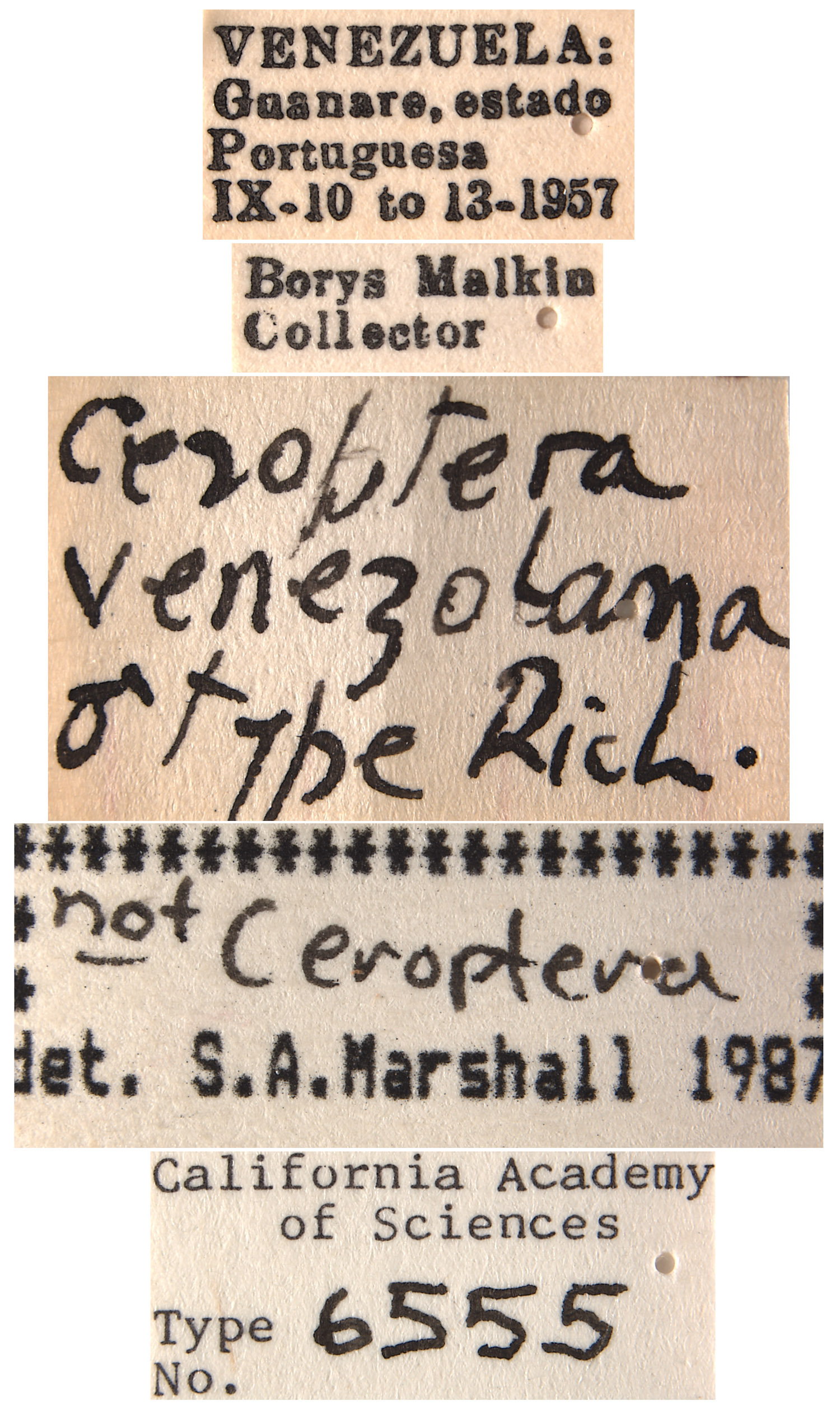 Ceroptera venozolana image