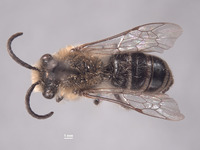 Colletes bryanti image
