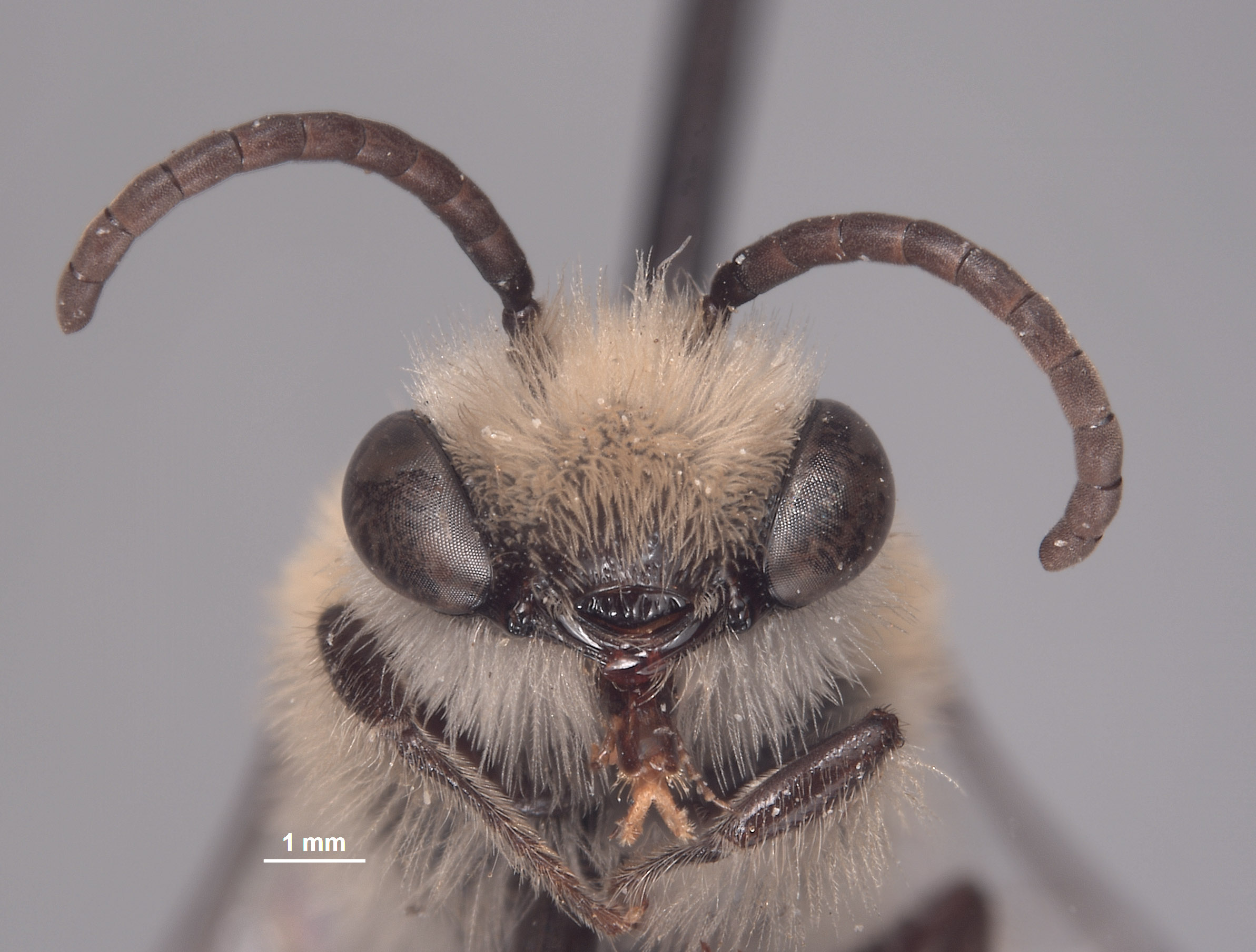 Colletes bryanti image