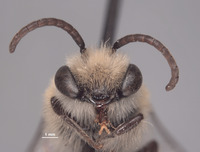 Colletes bryanti image