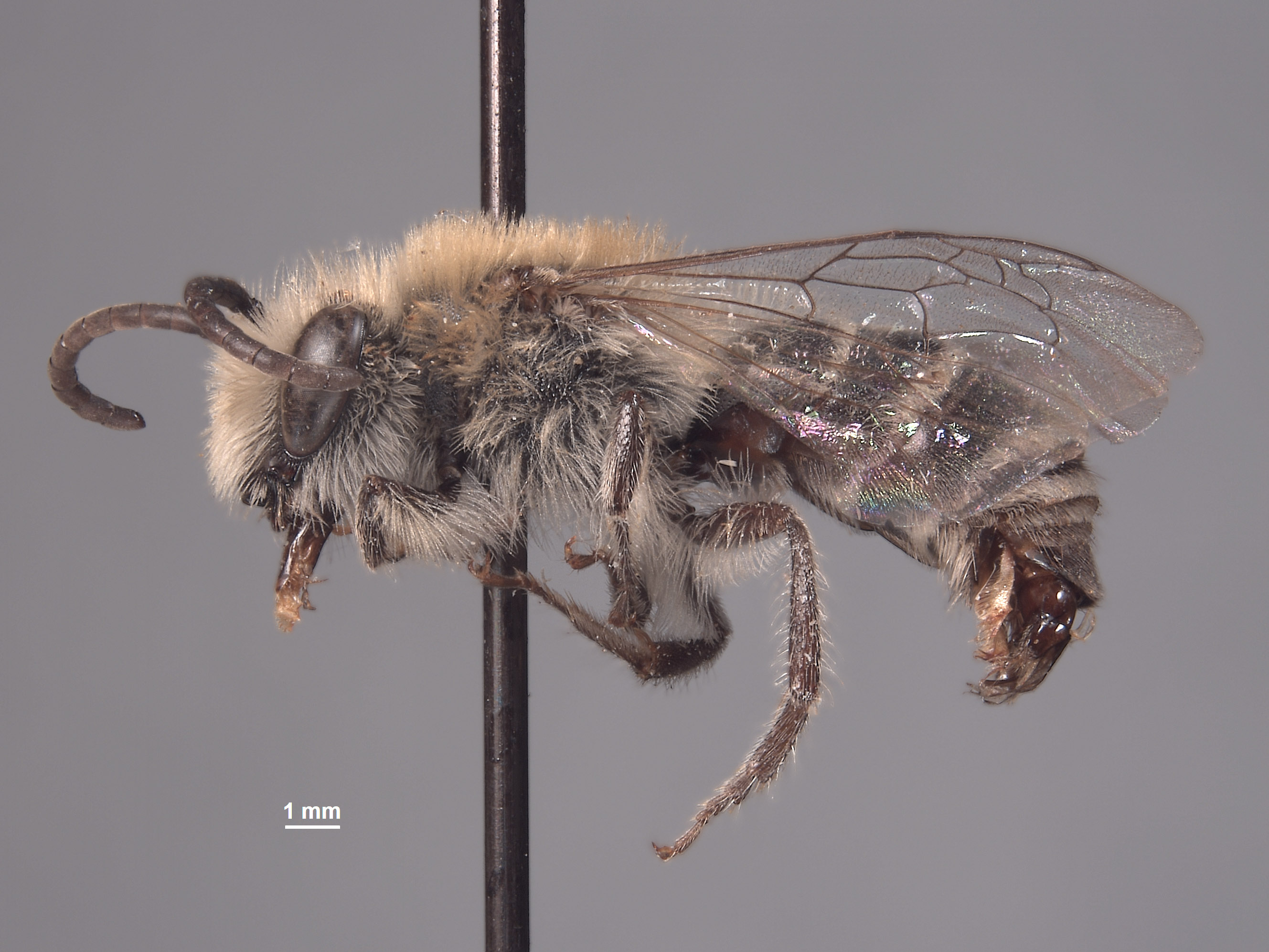 Colletes bryanti image