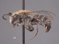 Image of Colletes bryanti