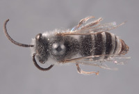 Colletes deserticola image