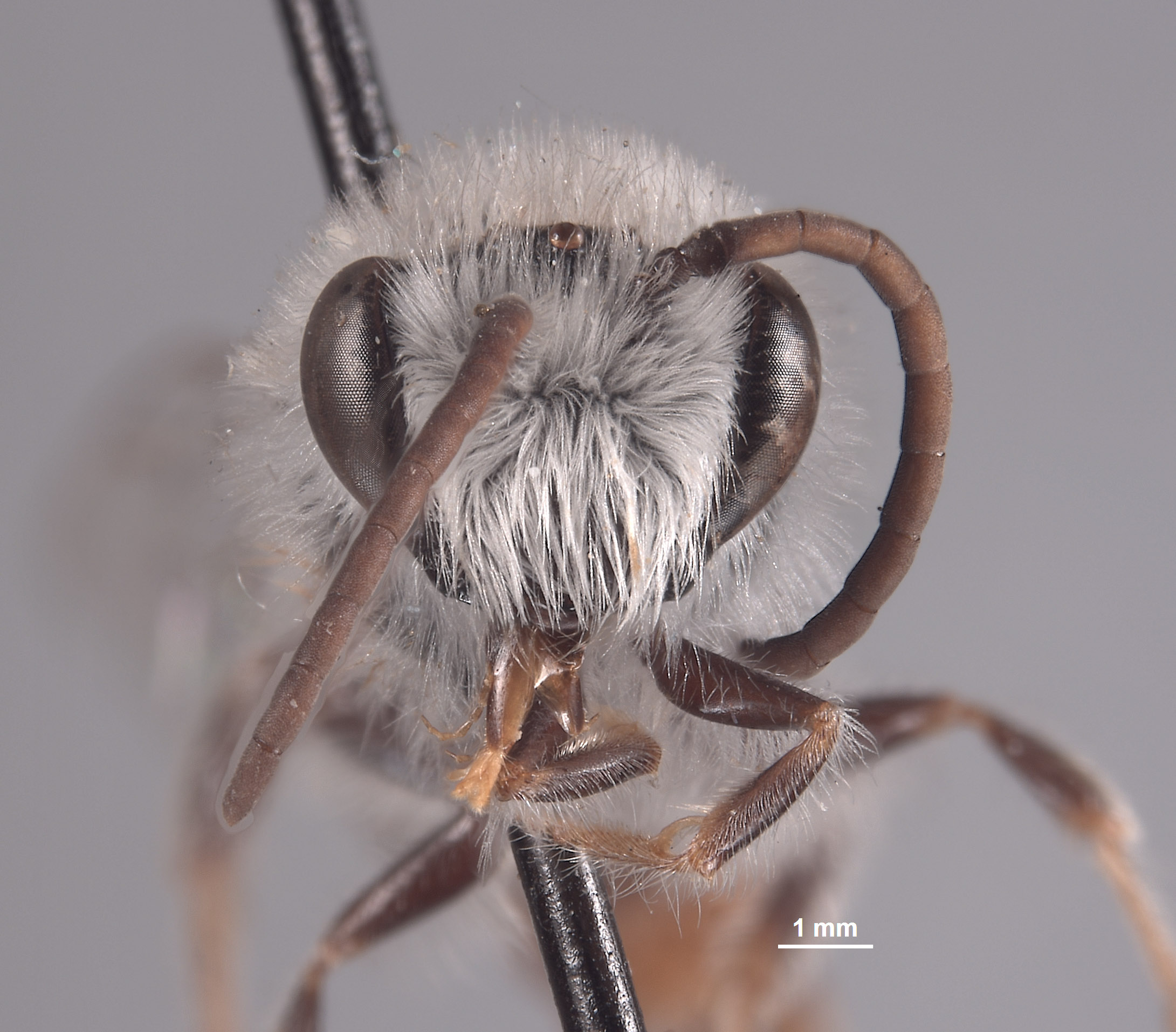 Colletes deserticola image