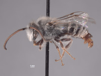 Colletes deserticola image