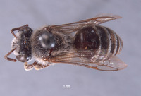 Colletes peninsularis image