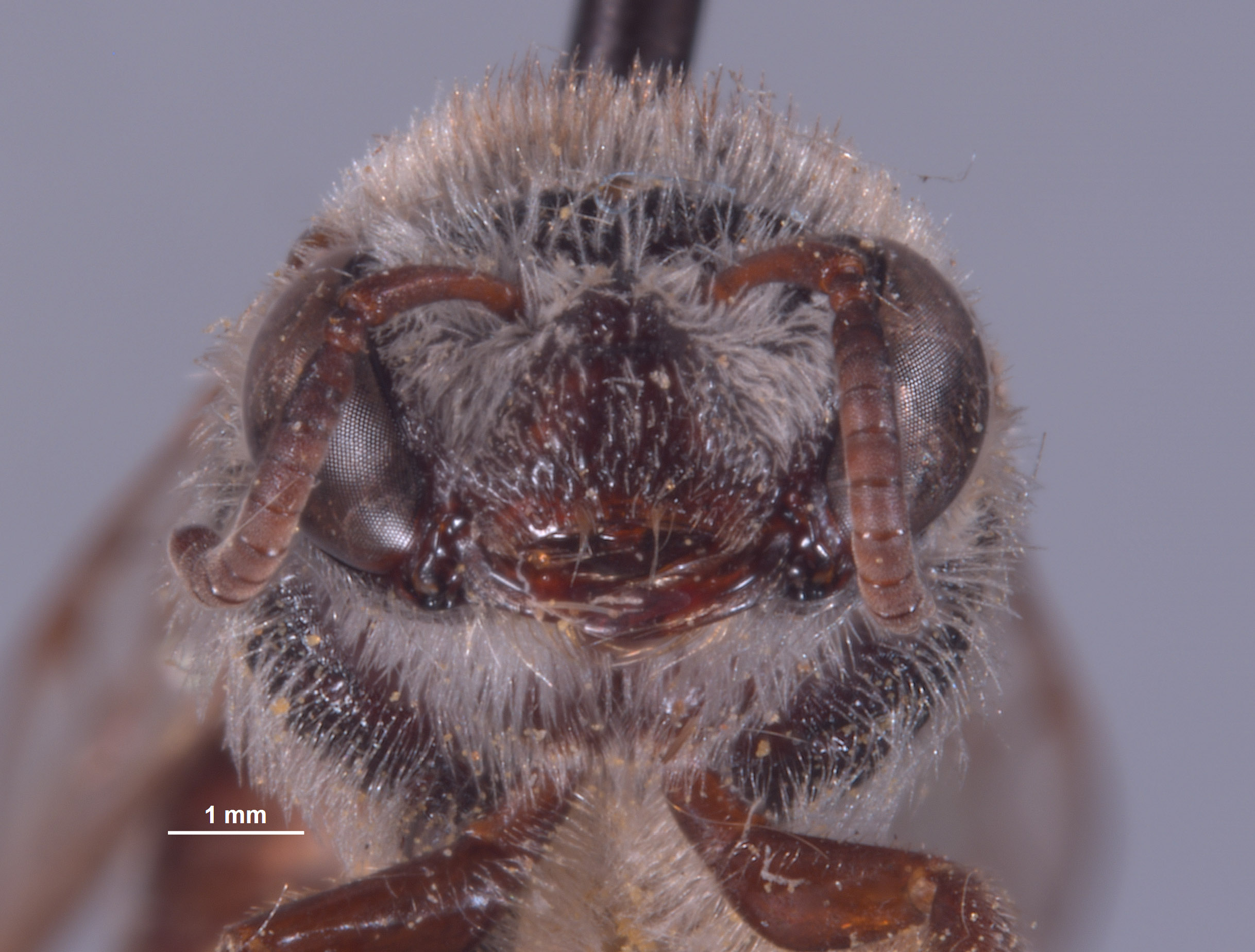 Colletes peninsularis image
